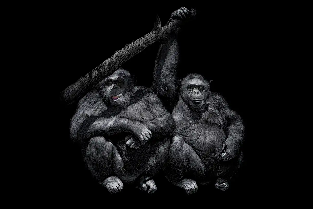 Fine-art portrait of Chimpanzee