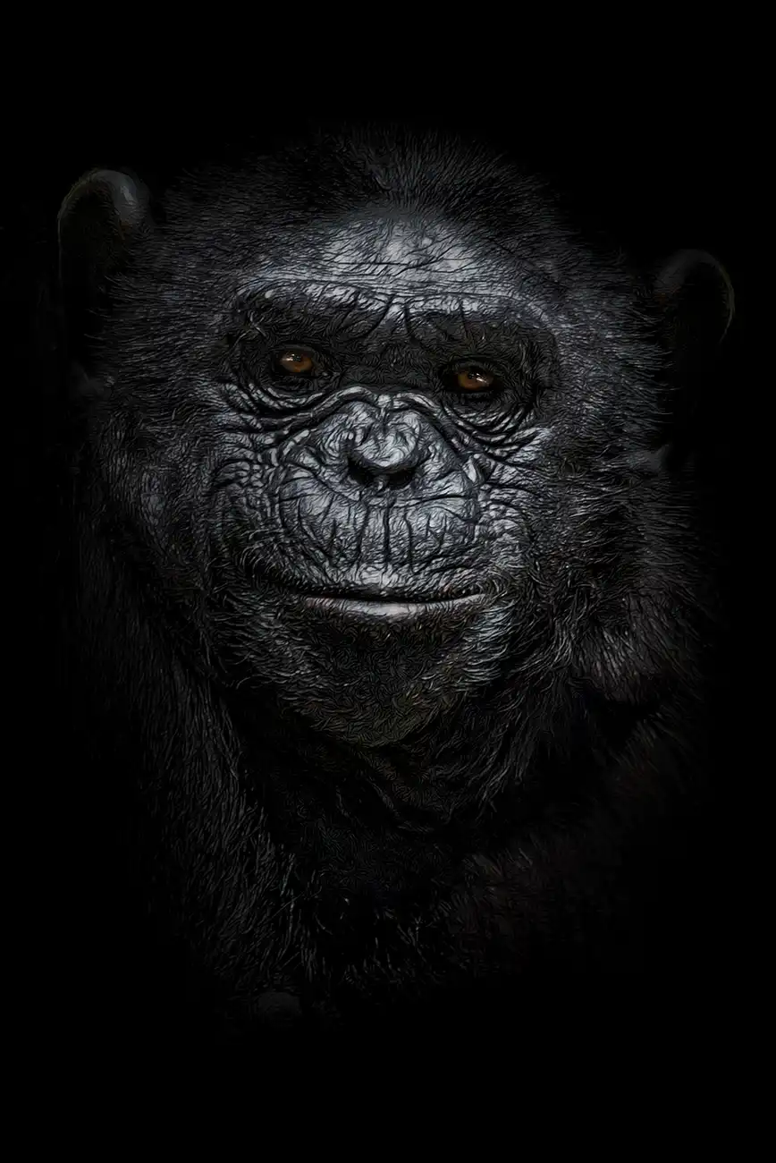 Fine-art portrait of Chimpanzee
