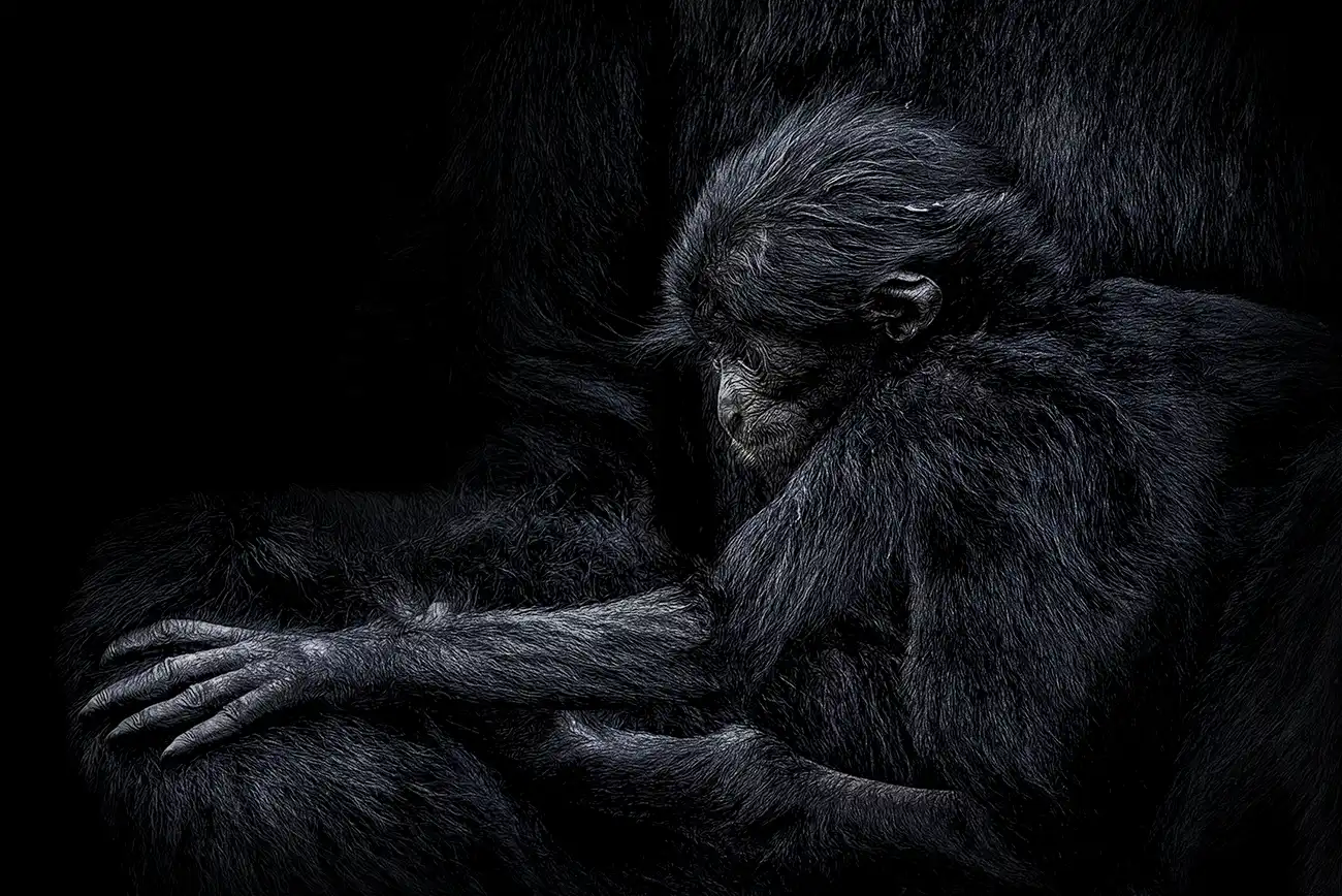 Fine-art portrait of Siamang