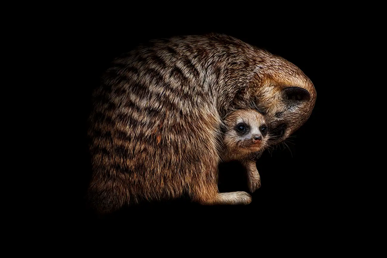 Fine-art portrait of Meerkat
