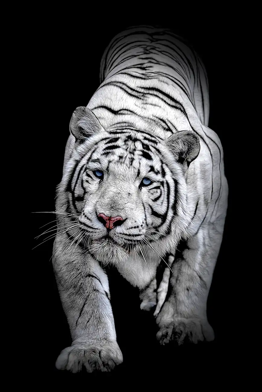 Fine-art portrait of White Bengal tiger