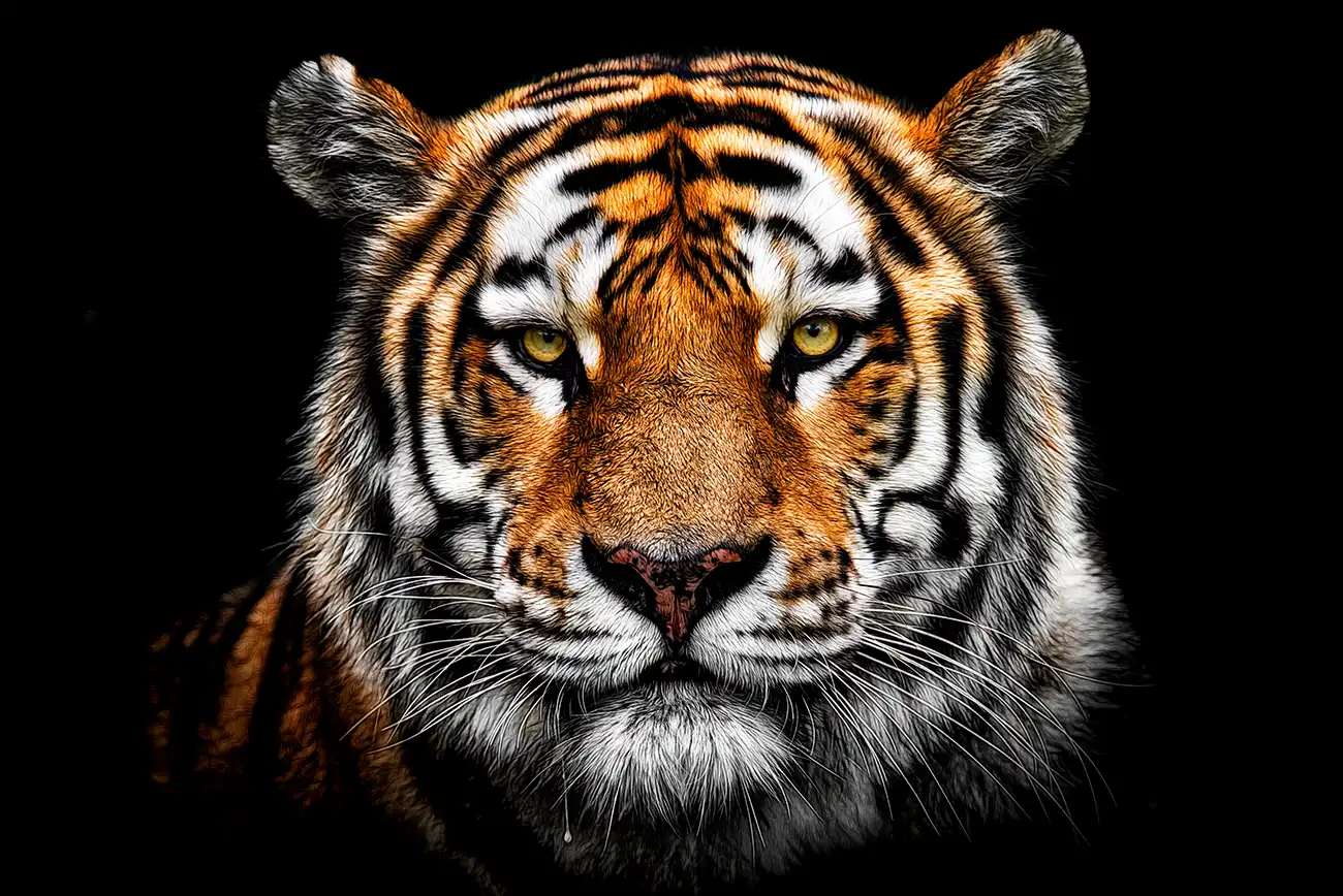 Fine-art portrait of Siberian tiger