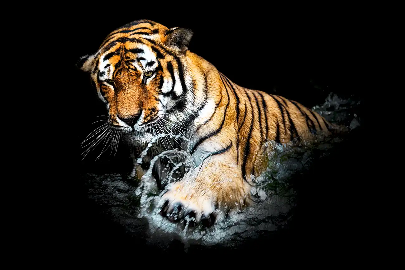 Fine-art portrait of Siberian tiger