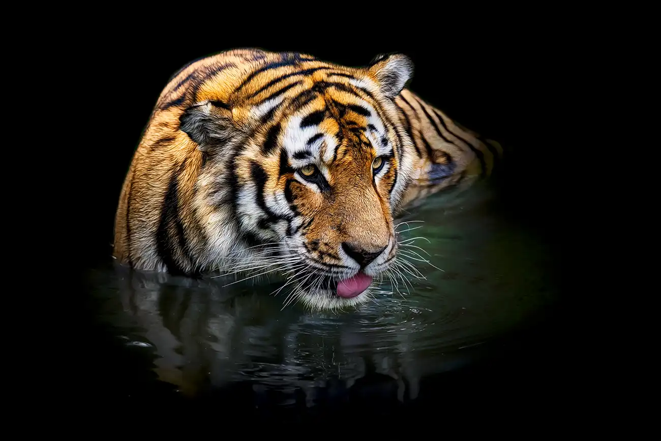 Fine-art portrait of Siberian tiger