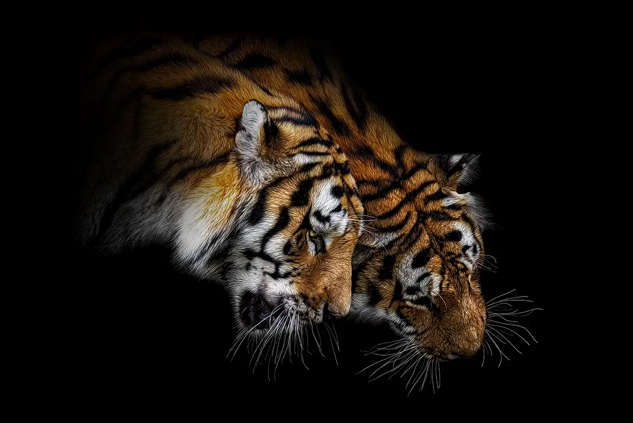 Fine-art portrait of Siberian tiger