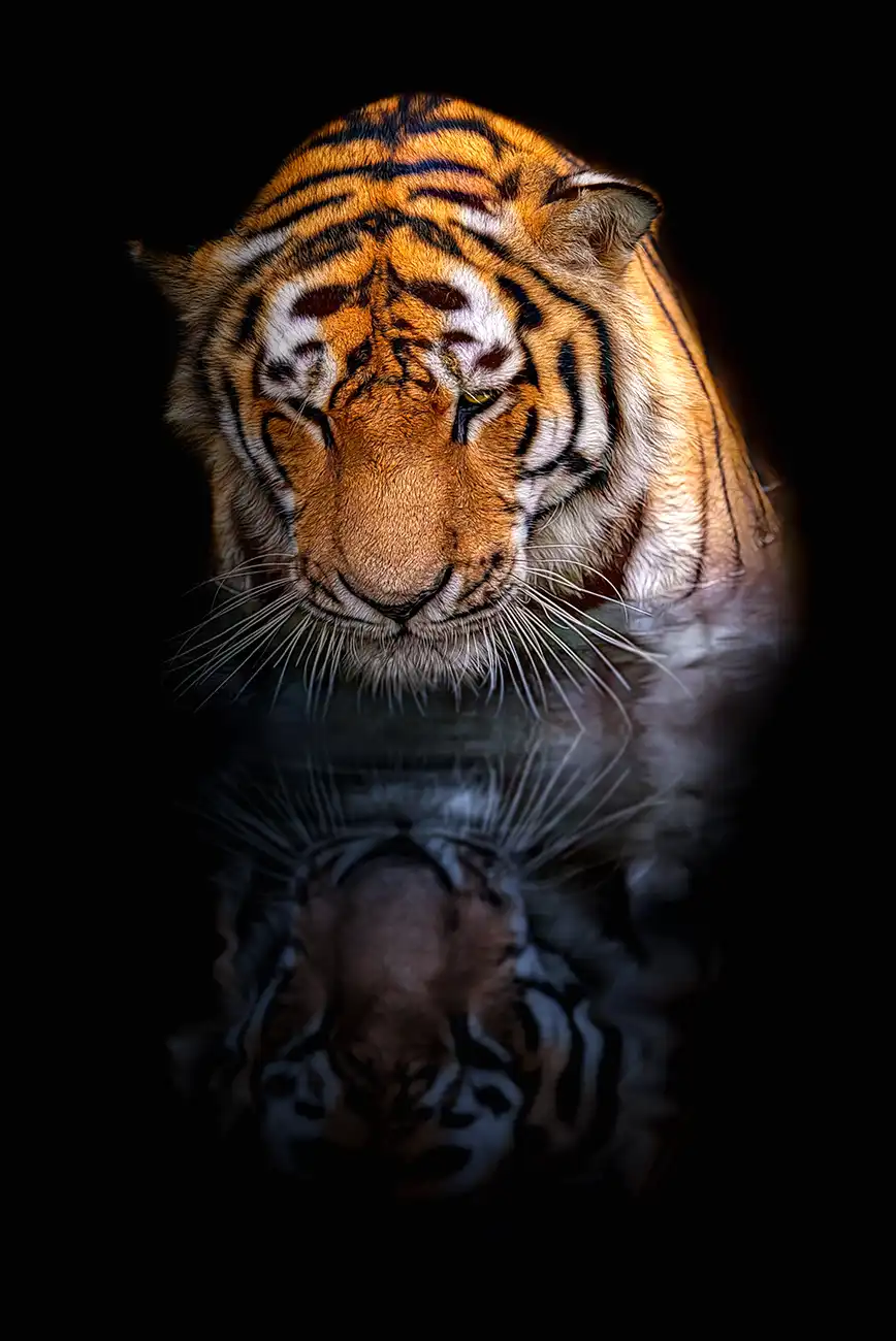 Fine-art portrait of Siberian tiger