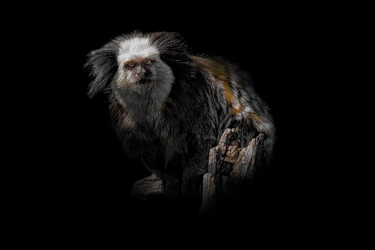 Fine-art portrait of White-headed marmoset