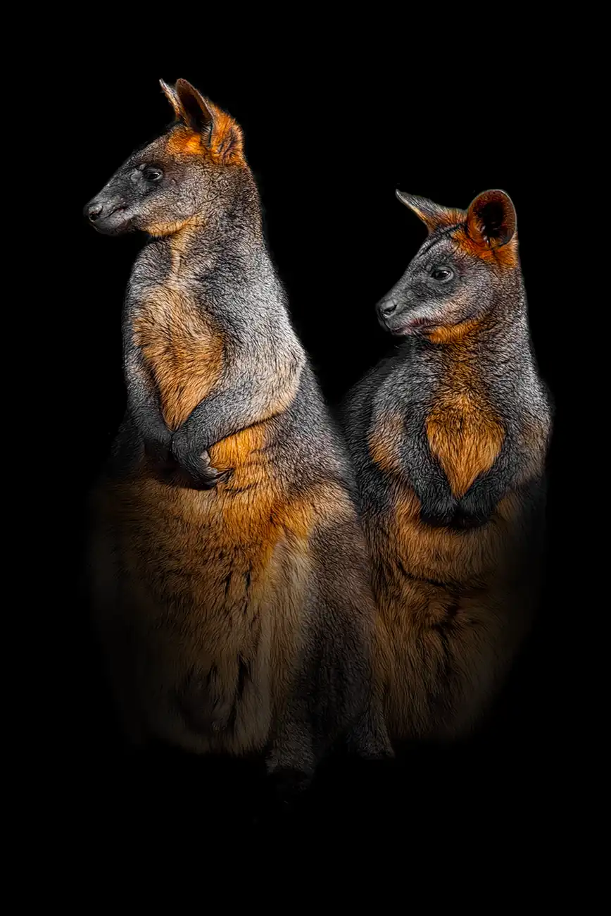 Fine-art portrait of Swamp wallaby