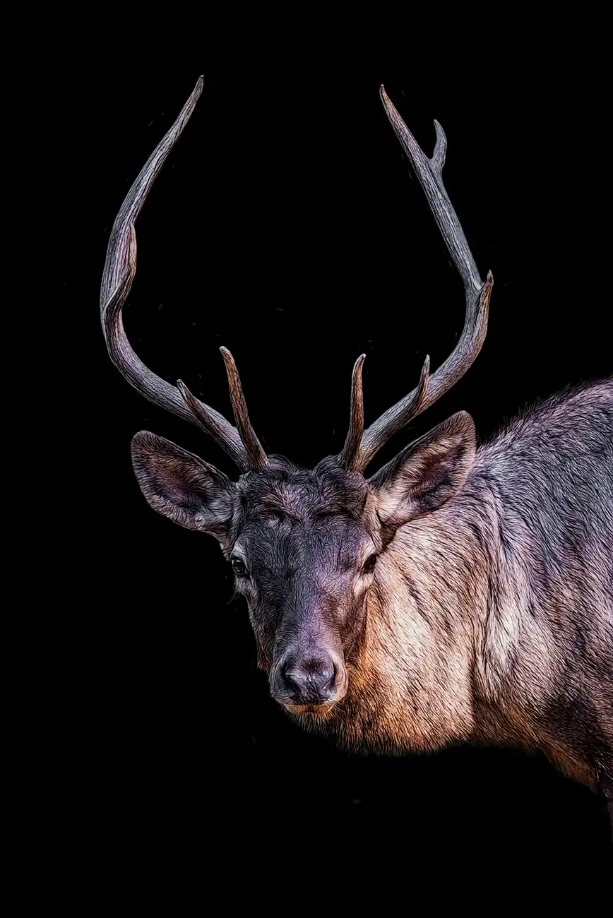 Fine-art portrait of Elk