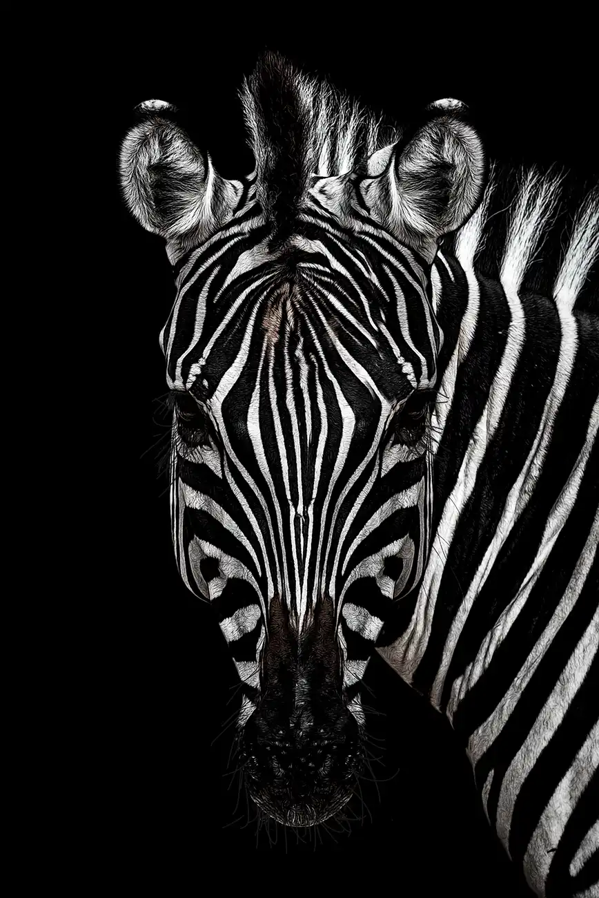 Fine-art portrait of Plains zebra