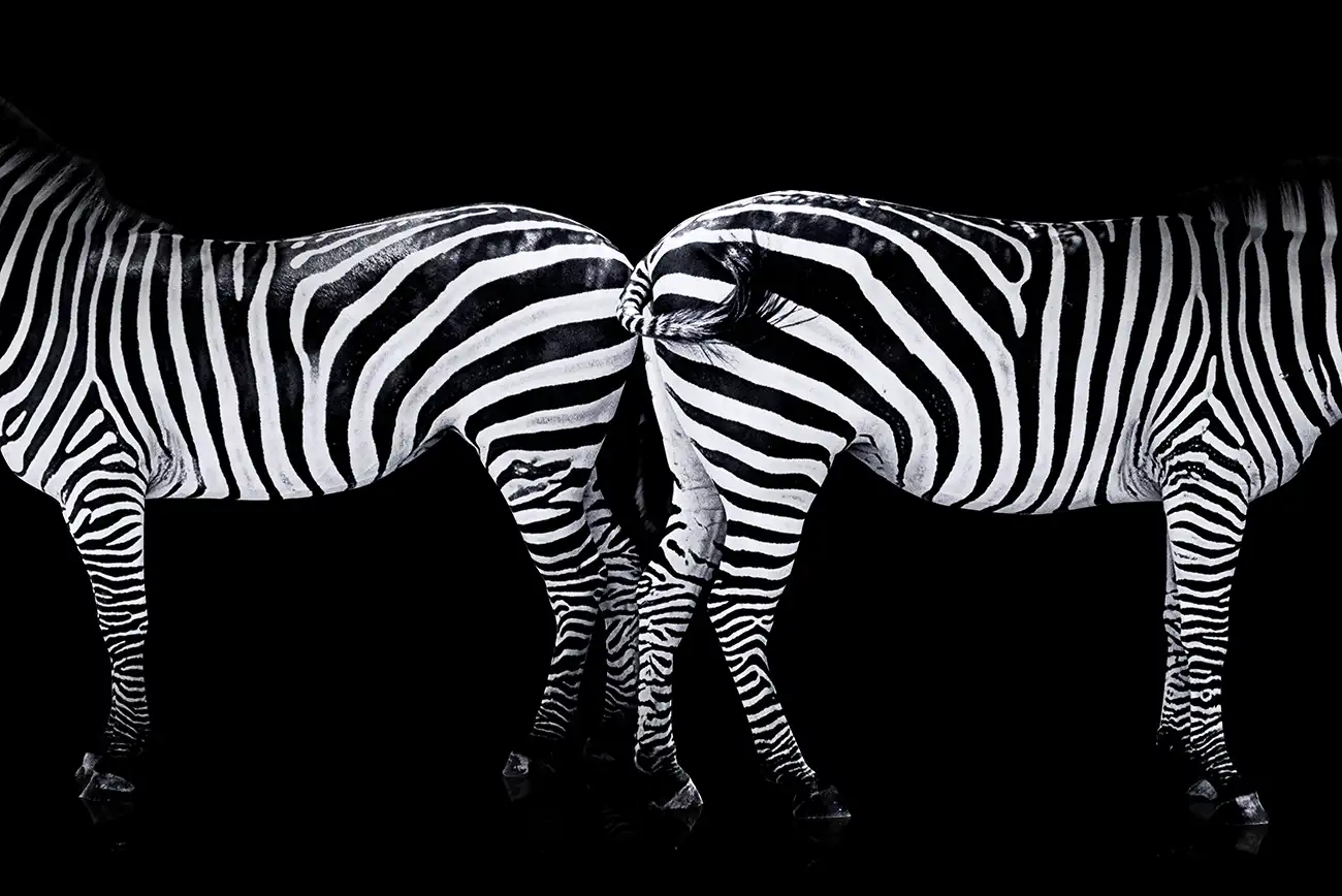 Fine-art portrait of Plains zebra