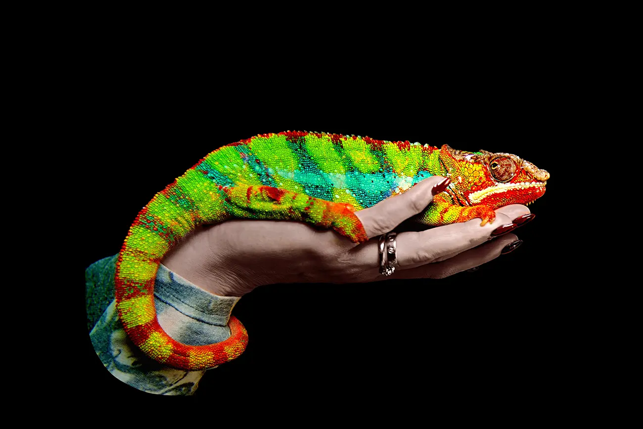 Fine-art portrait of Panther chameleon