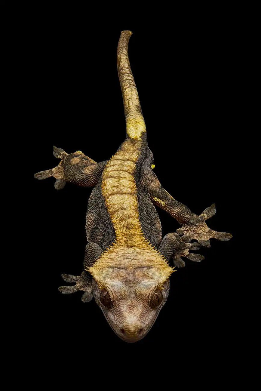 Fine-art portrait of Crested gecko