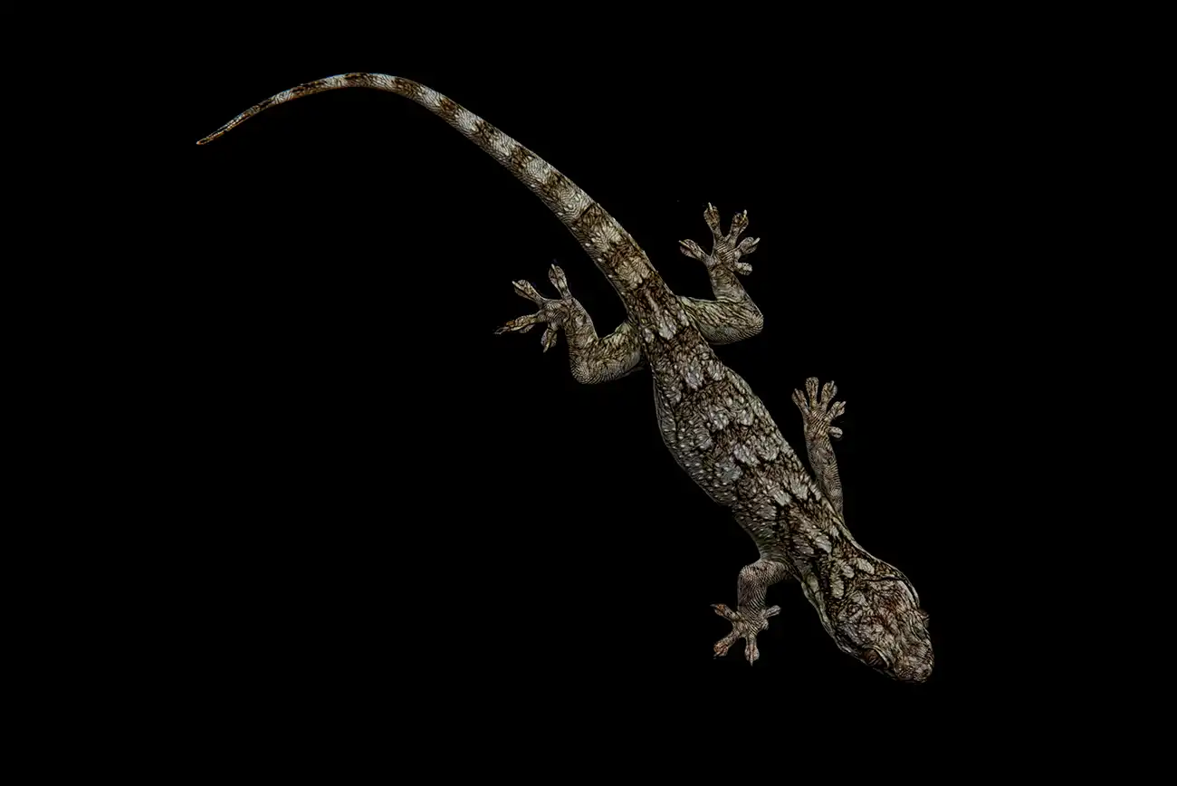 Ritratto fine art di Geco del Madagascar