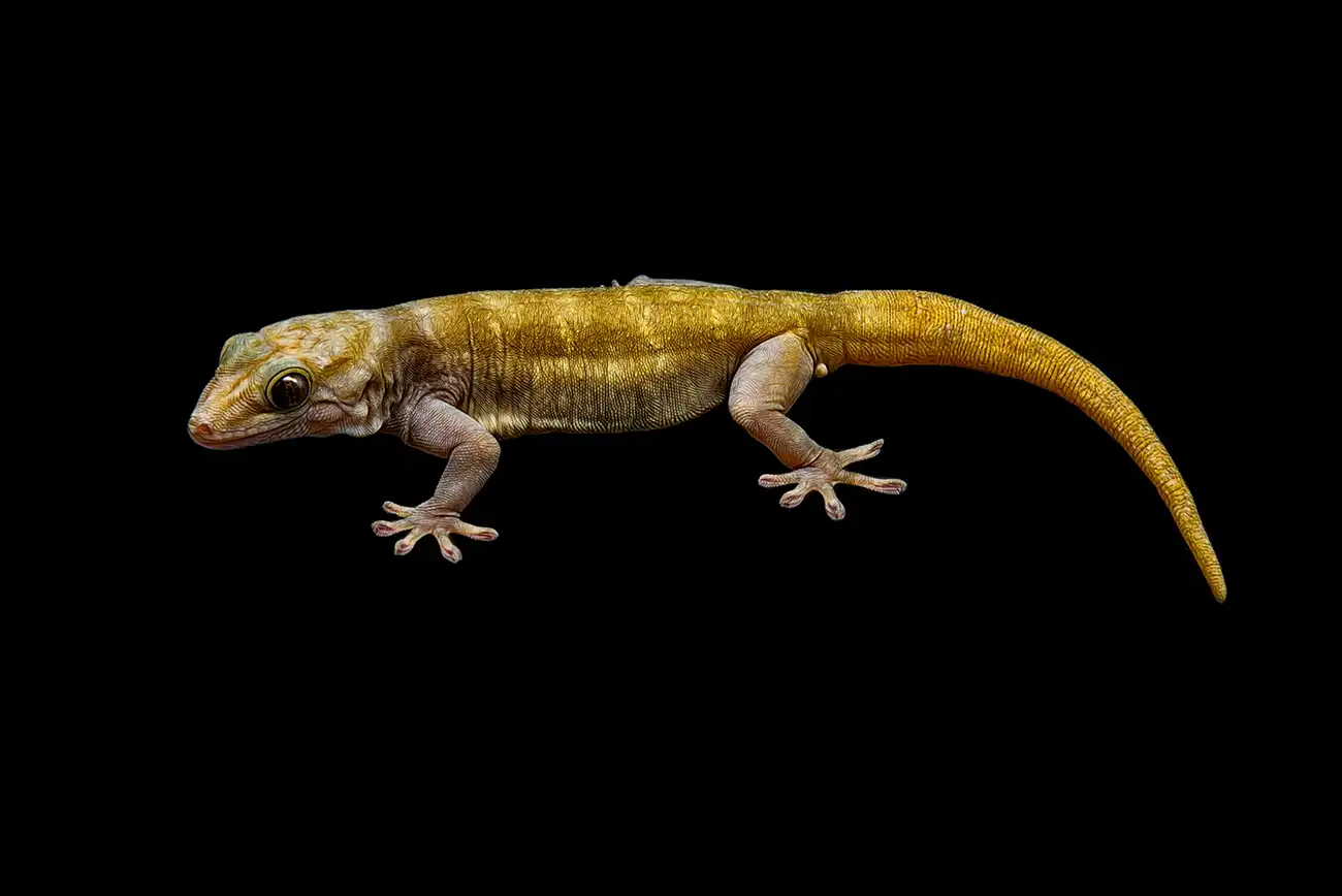 Fine-art portrait of Baden's Pacific gecko