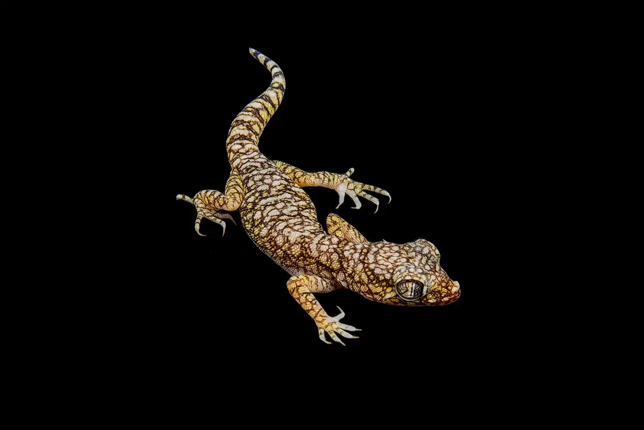 Fine-art portrait of Sand gecko