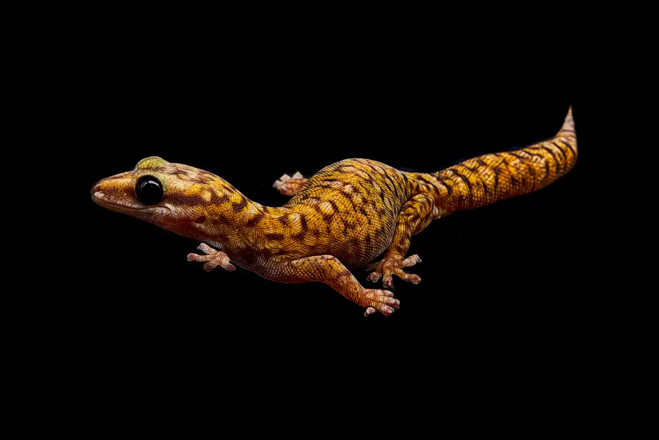 Fine-art portrait of Spotted velvet gecko