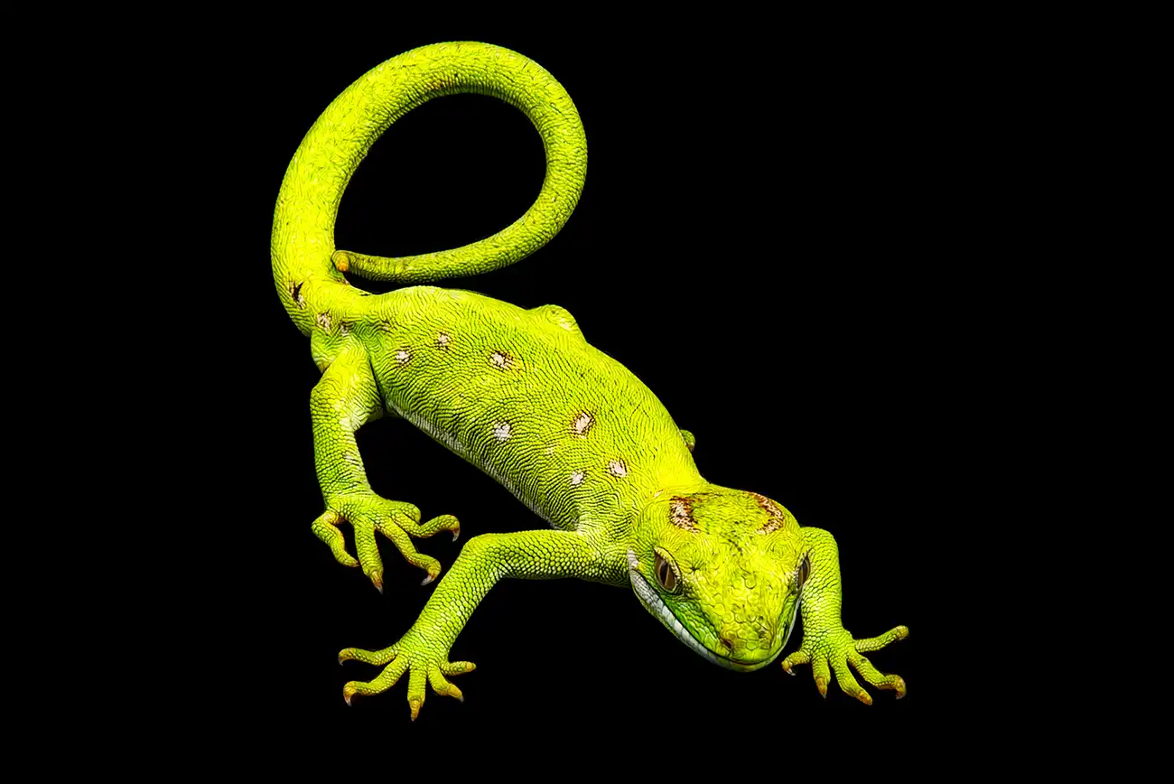 Fine-art portrait of Northland green gecko