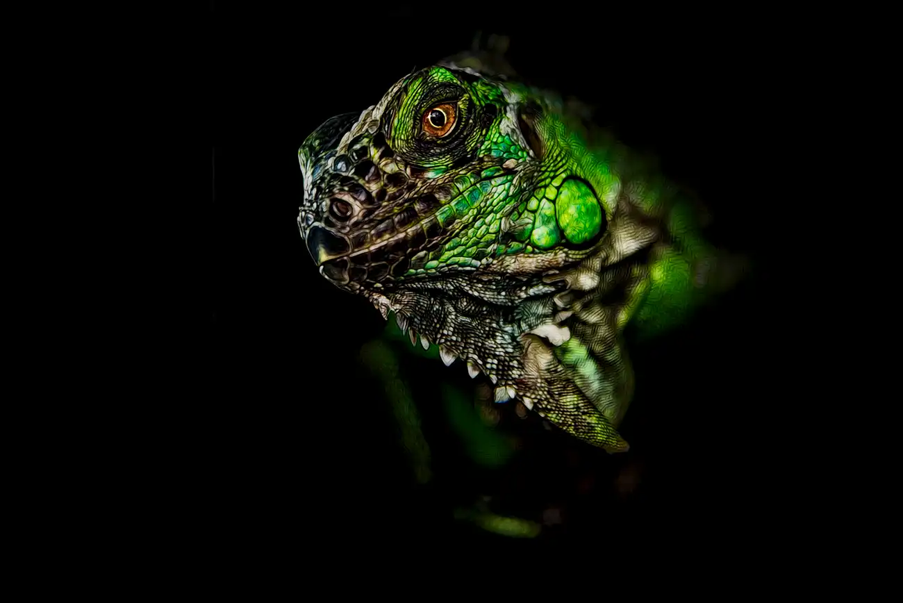 Ritratto fine art di Iguana