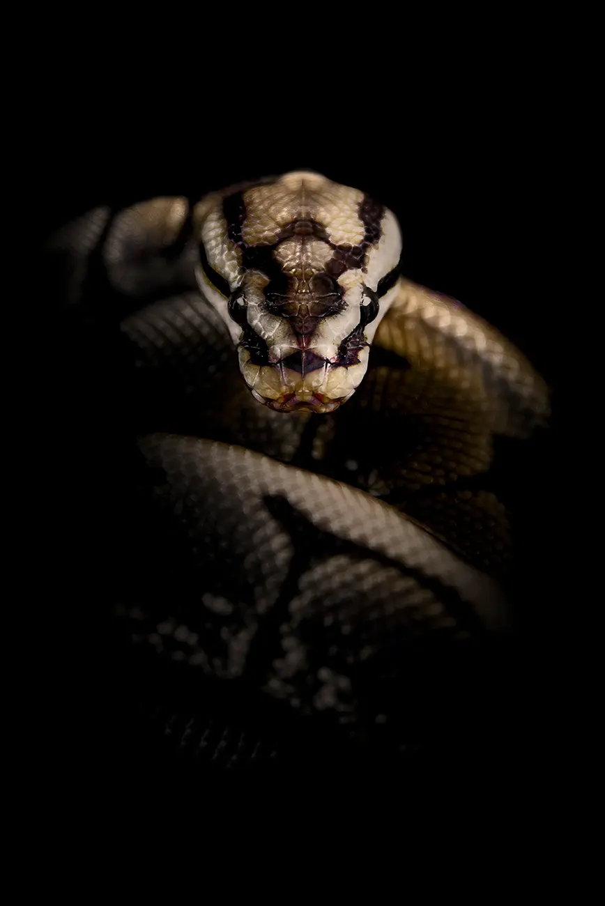 Fine-art portrait of Ball python