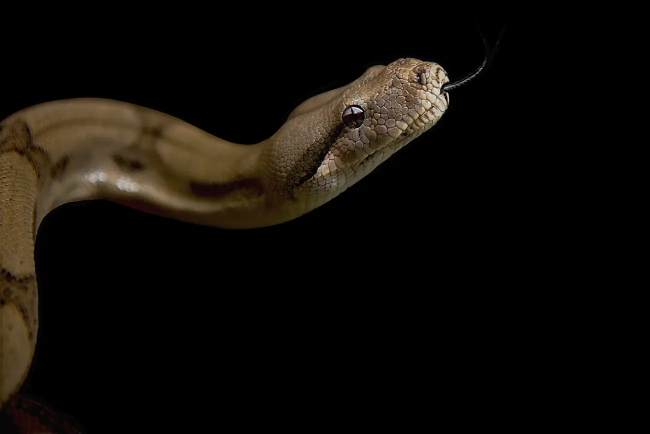 Fine-art portrait of Ball python