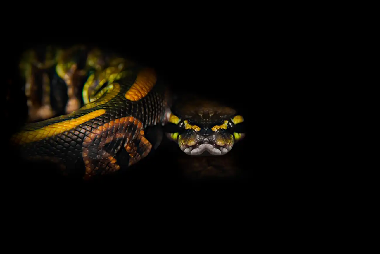 Fine-art portrait of Ball python