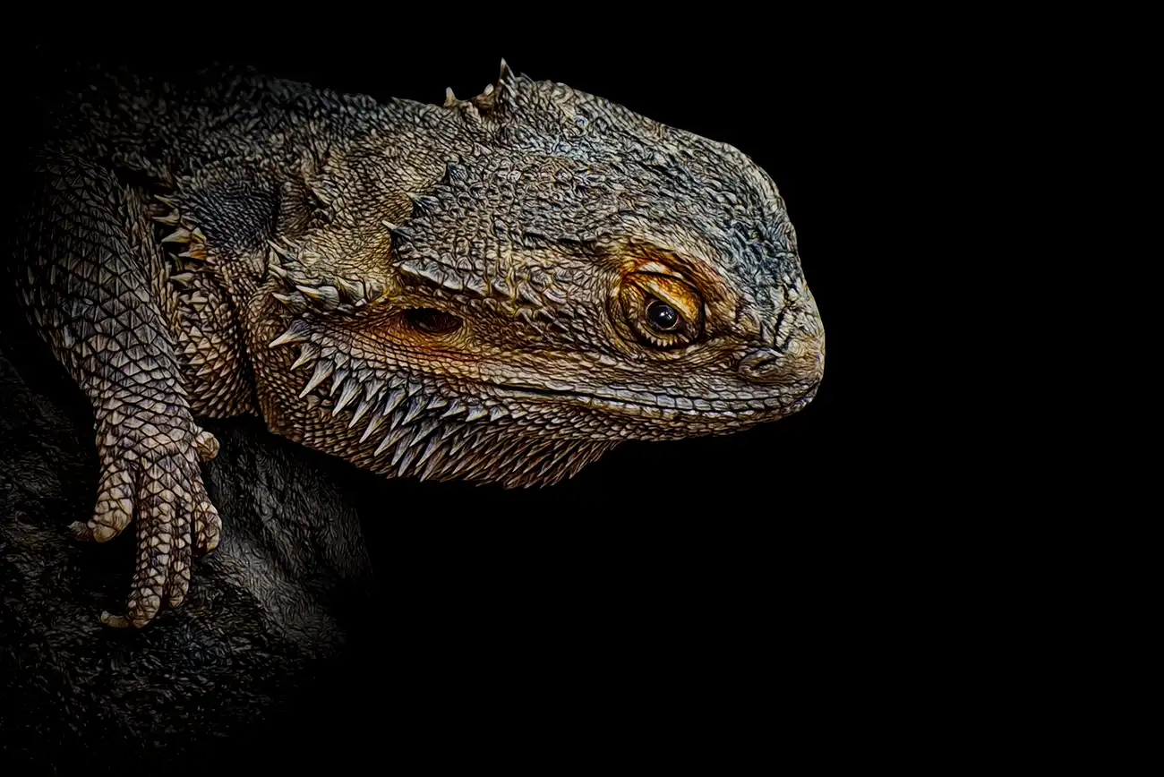 Fine-art portrait of Bearded dragon