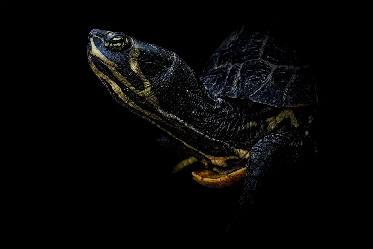 Fine-art portrait of Hermann's tortoise