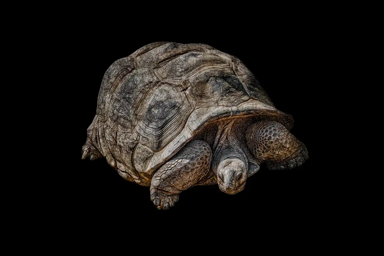 Ritratto fine art di Tartaruga gigante di Aldabra