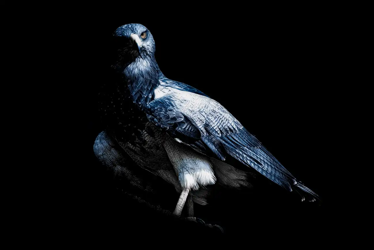 Fine-art portrait of Black-chested buzzard-eagle
