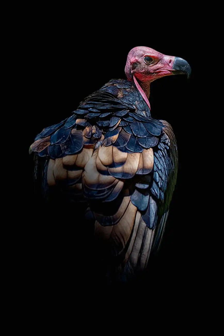 Fine-art portrait of Red-headed vulture