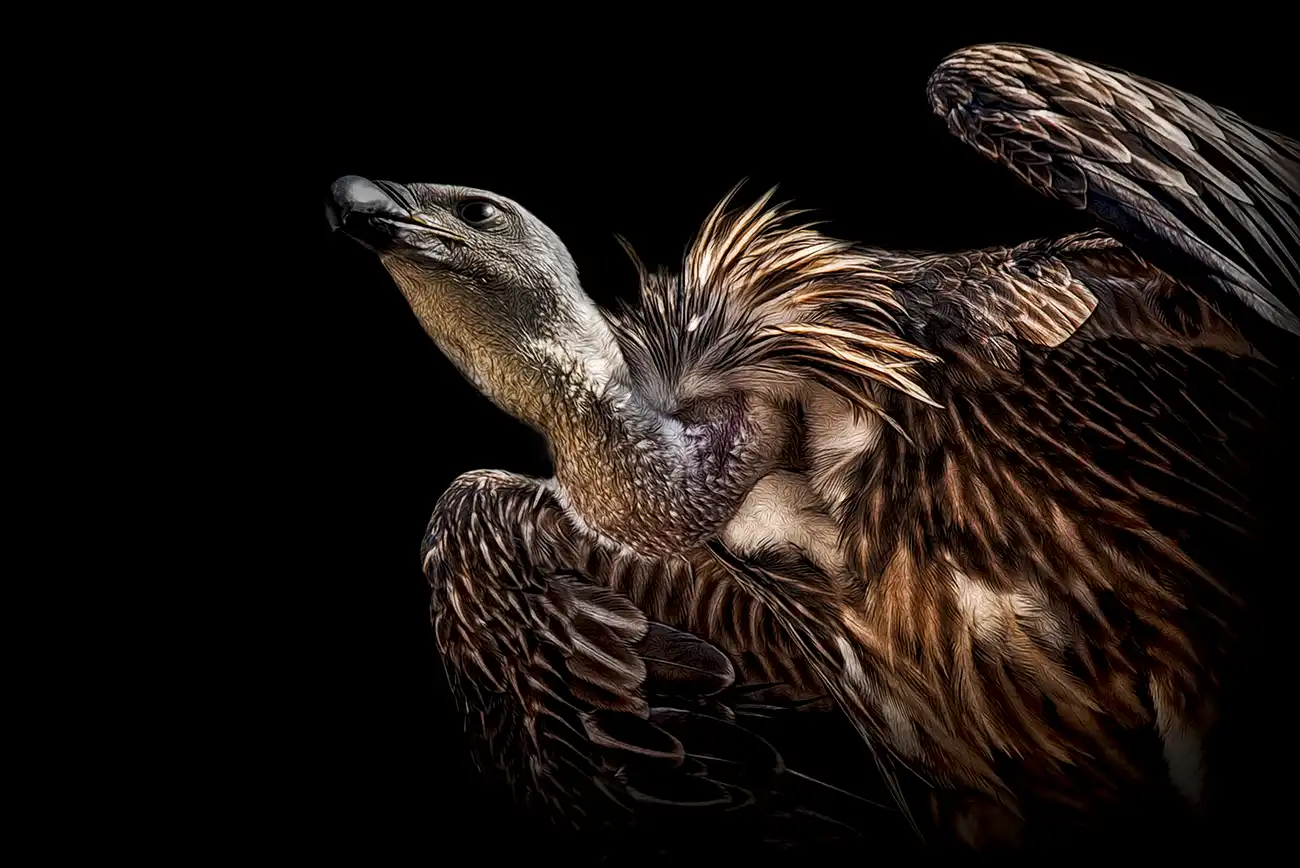 Fine-art portrait of Rüppell's vulture
