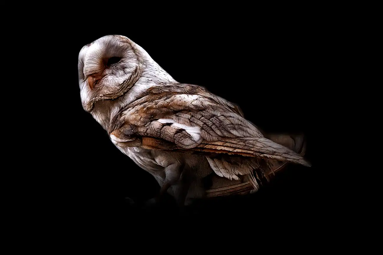 Fine-art portrait of Barn owl