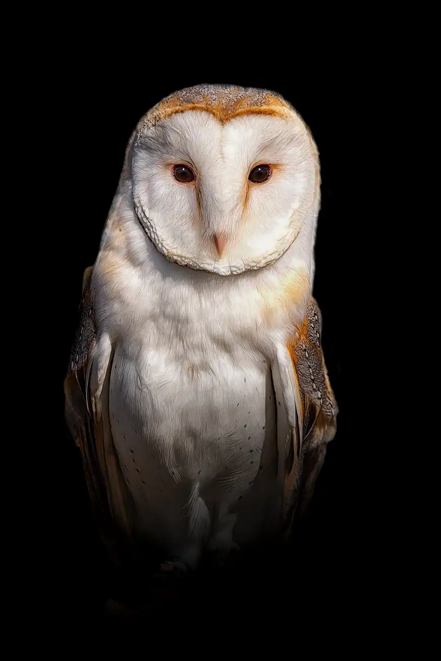 Fine-art portrait of Barn owl