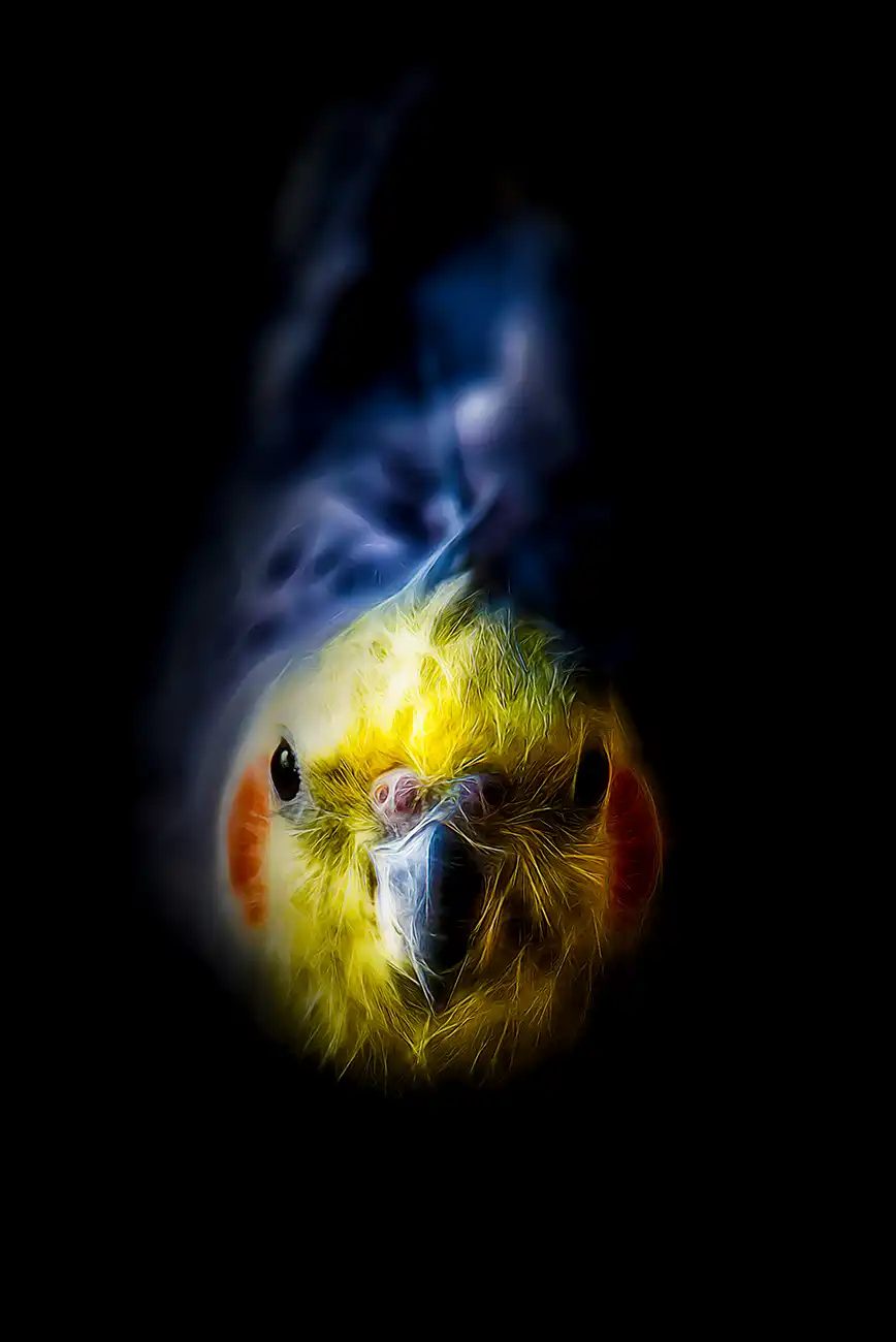 Fine-art portrait of Cockatiel