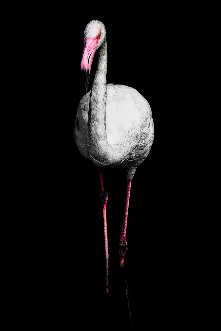 Fine-art portrait of Greater flamingo