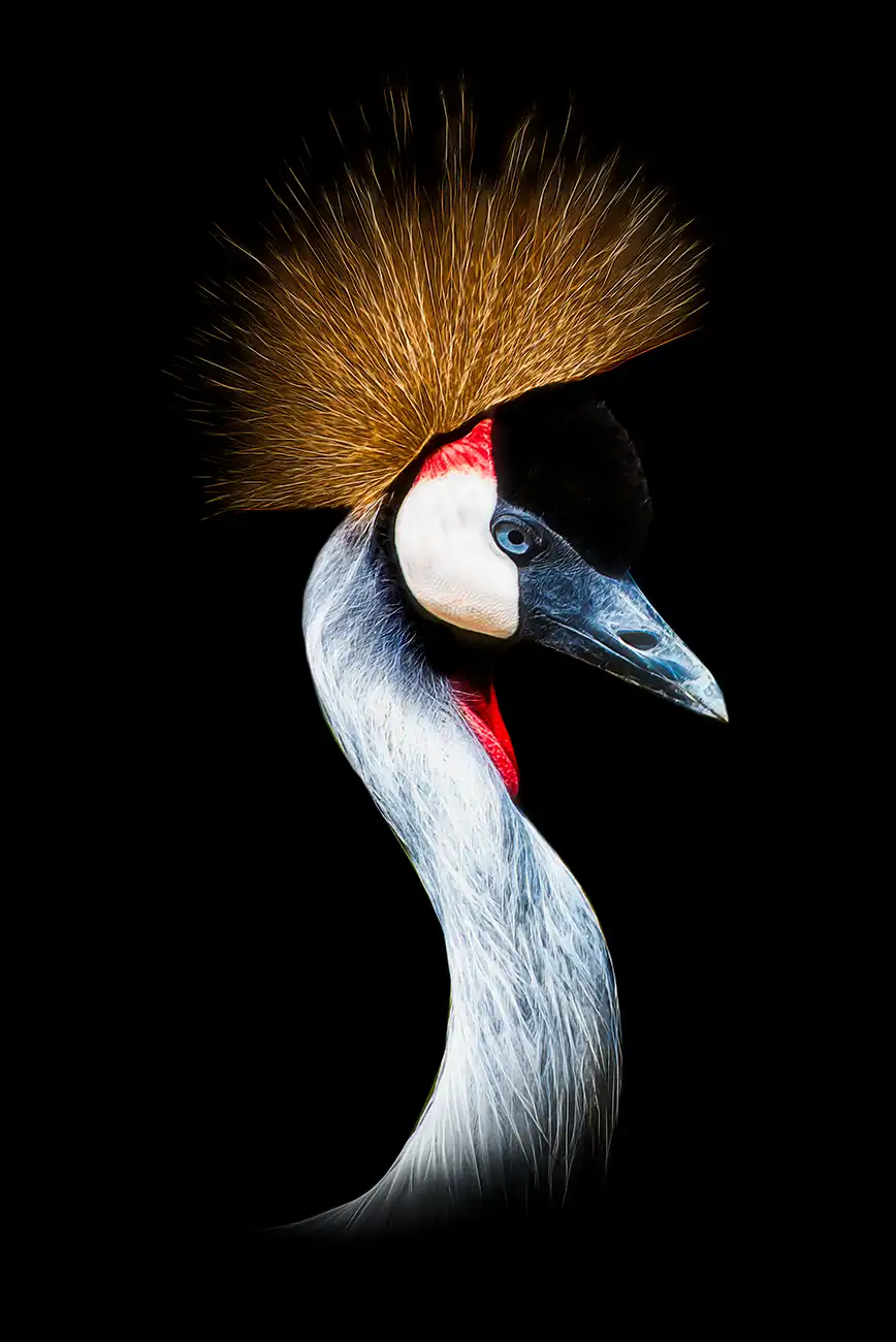 Ritratto fine art di Gru coronata grigia