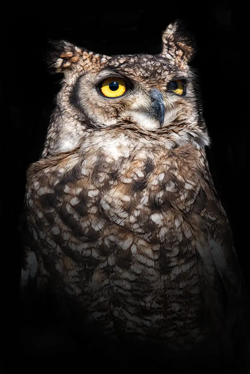 Fine-art portrait of Spotted eagle-owl