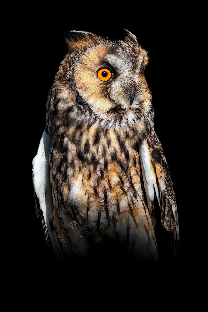 Fine-art portrait of Long-eared owl