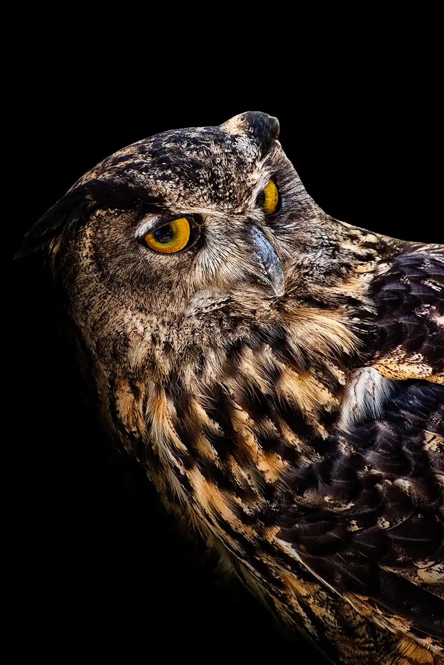 Fine-art portrait of Eurasian eagle-owl