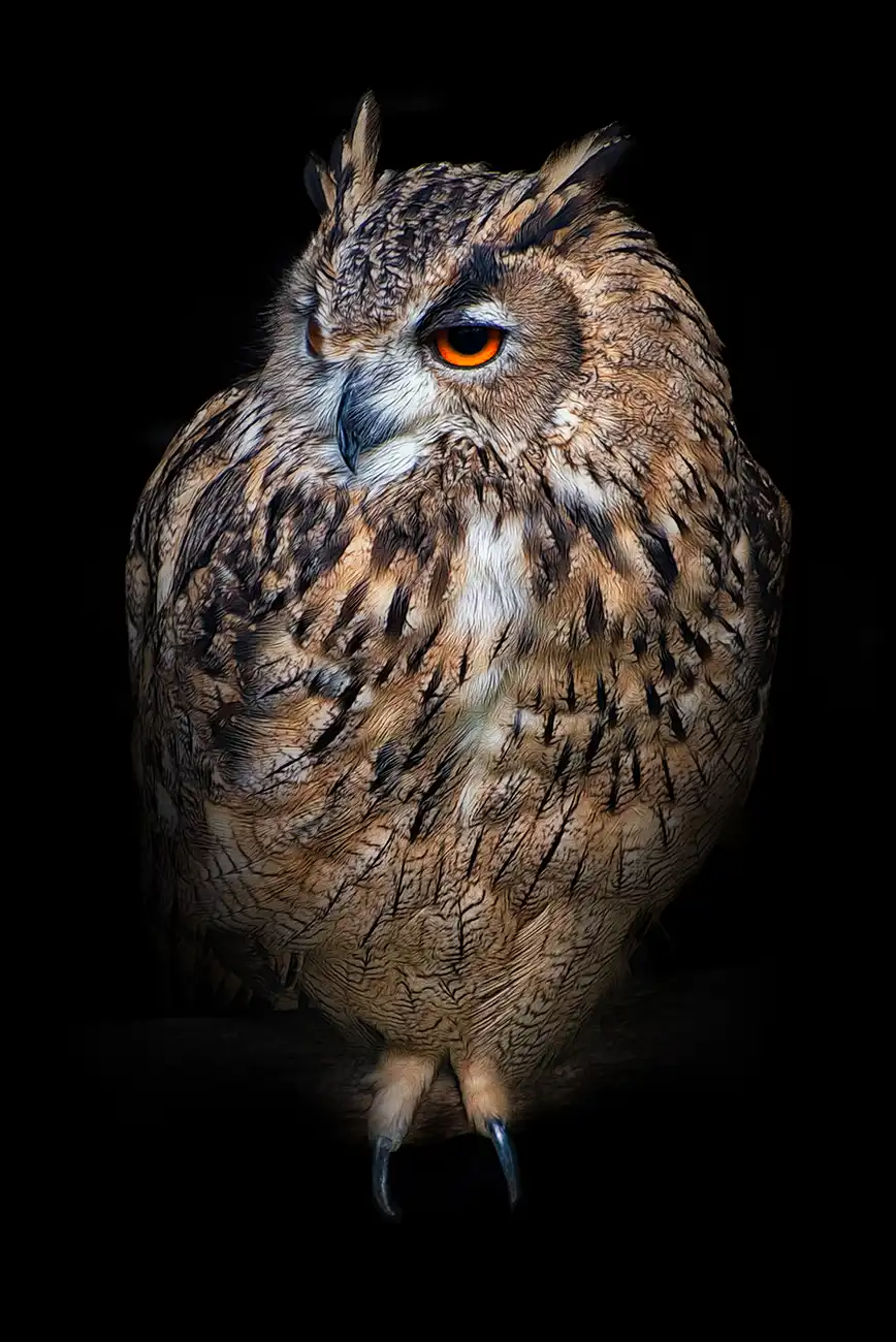 Fine-art portrait of Eurasian eagle-owl