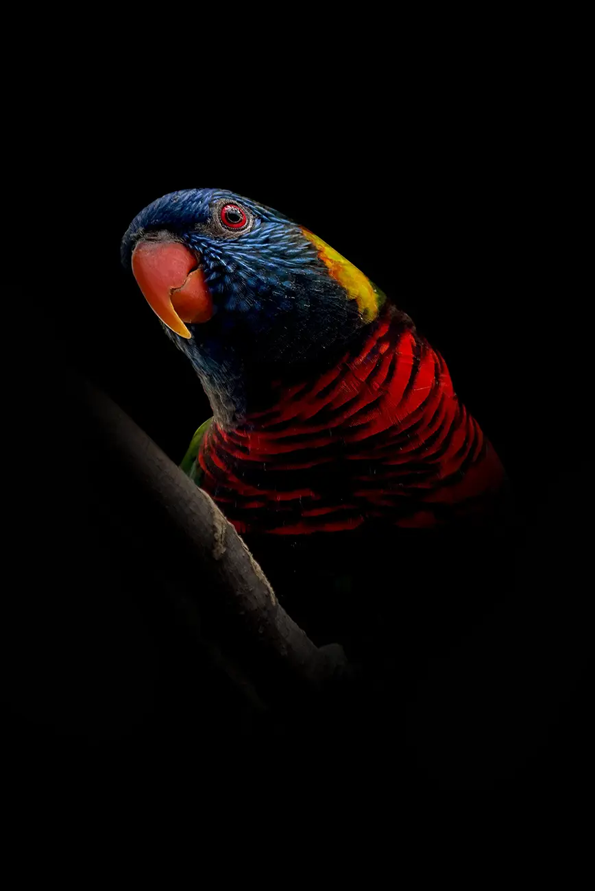 Fine-art portrait of Rainbow lorikeet