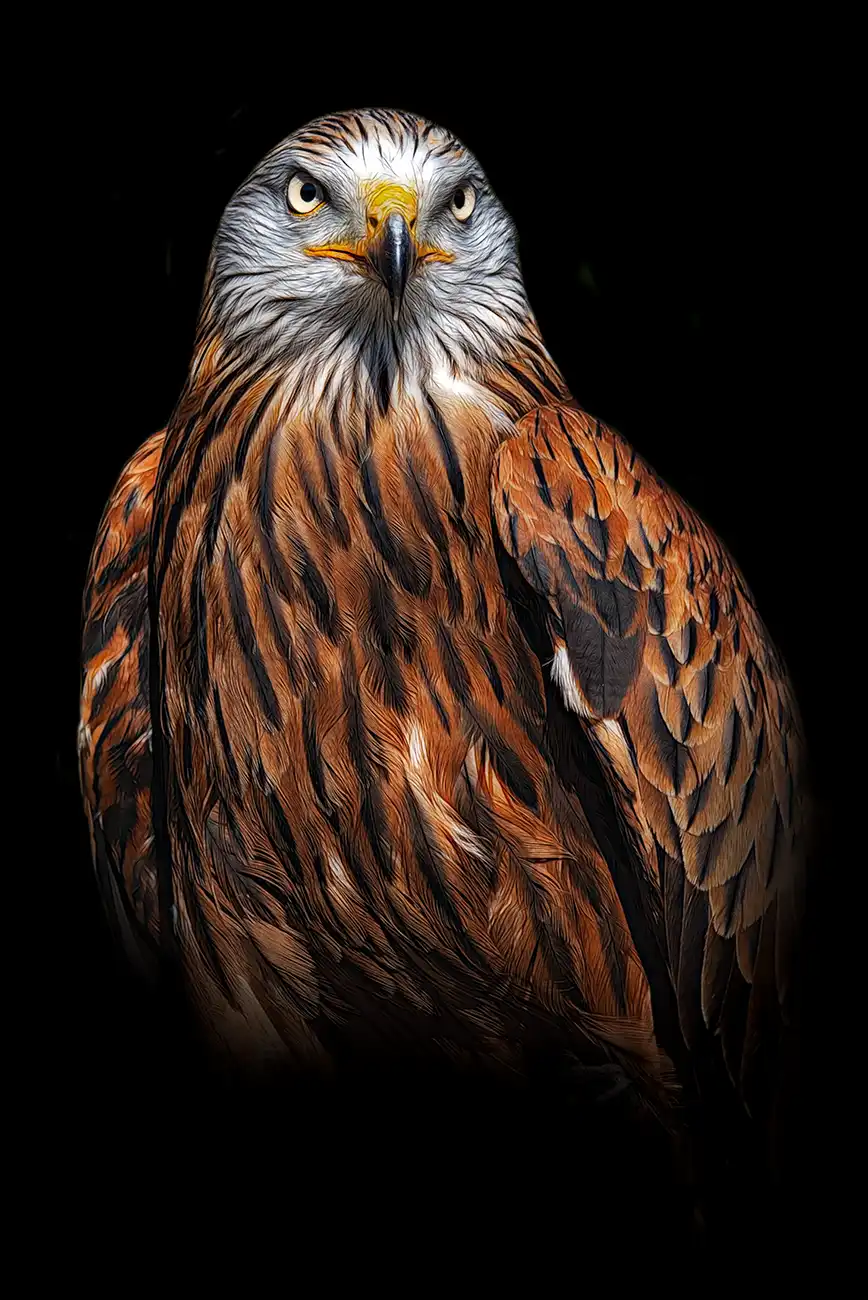Fine-art portrait of Red kite