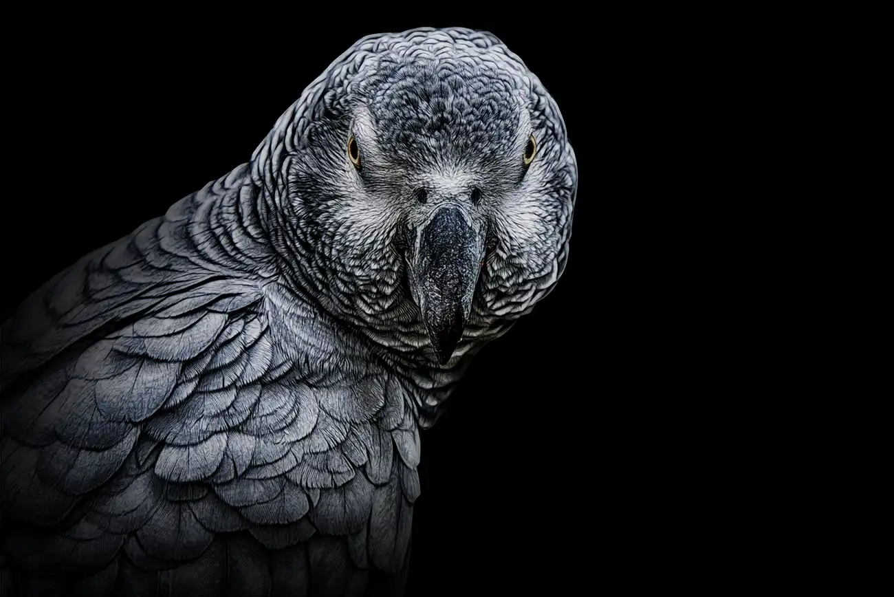 Fine-art portrait of African grey parrot