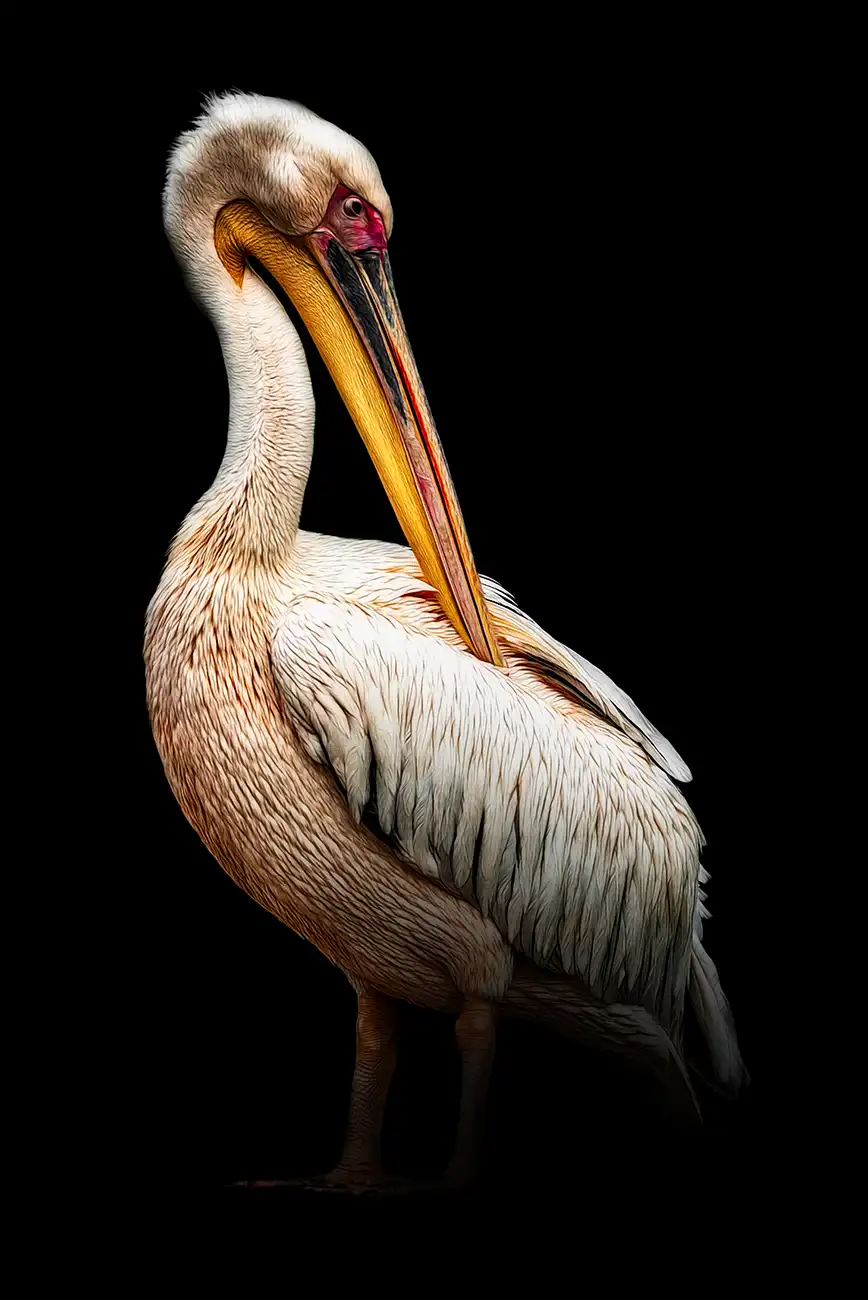 Fine-art portrait of Great white pelican