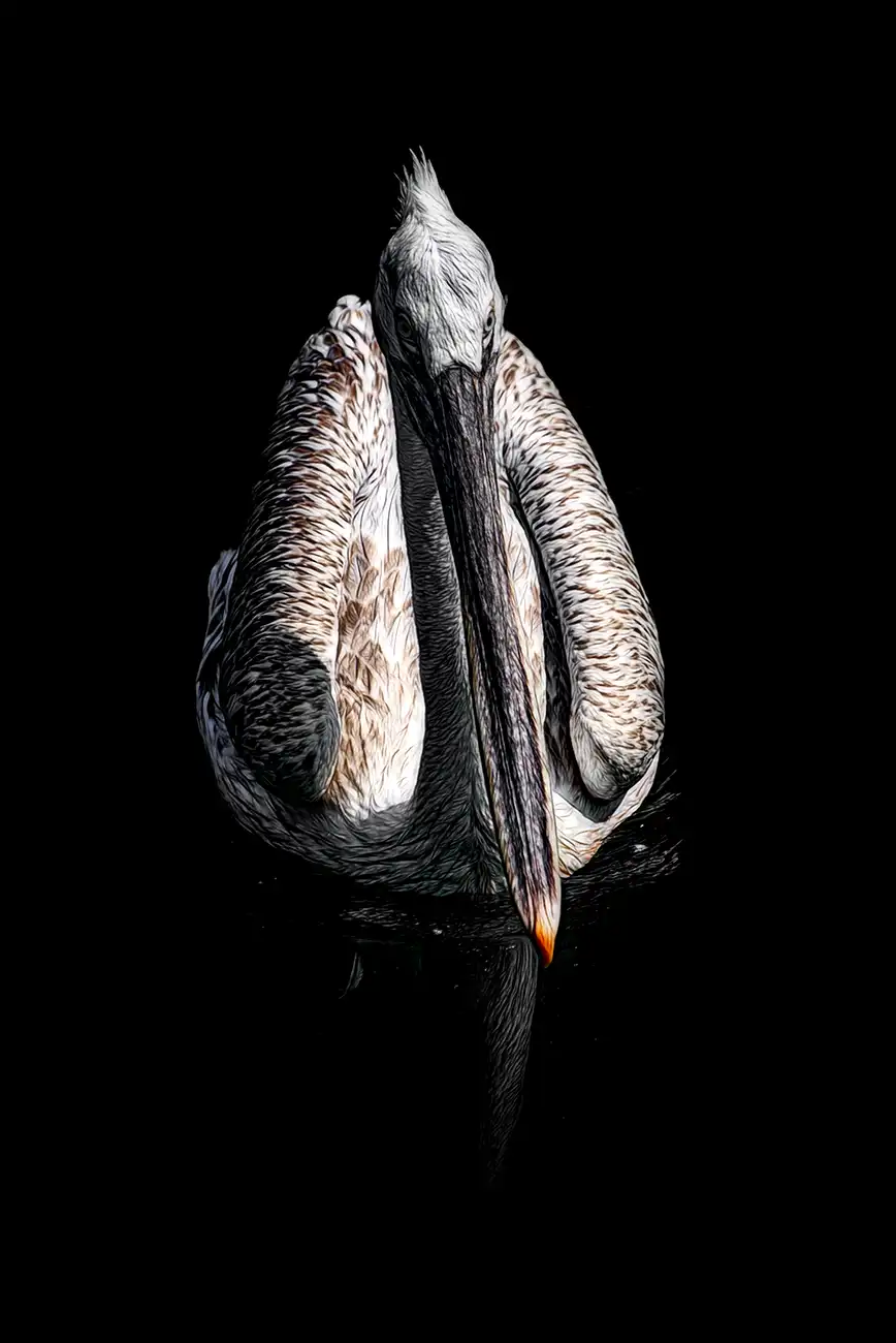 Fine-art portrait of Great white pelican