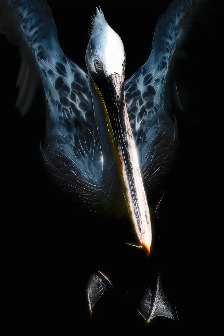 Fine-art portrait of Great white pelican