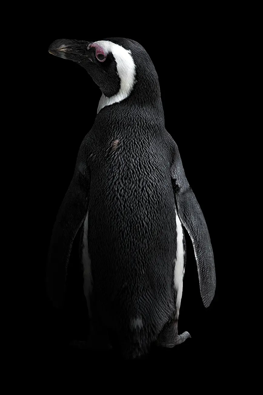 Ritratto fine art di Pinguino africano
