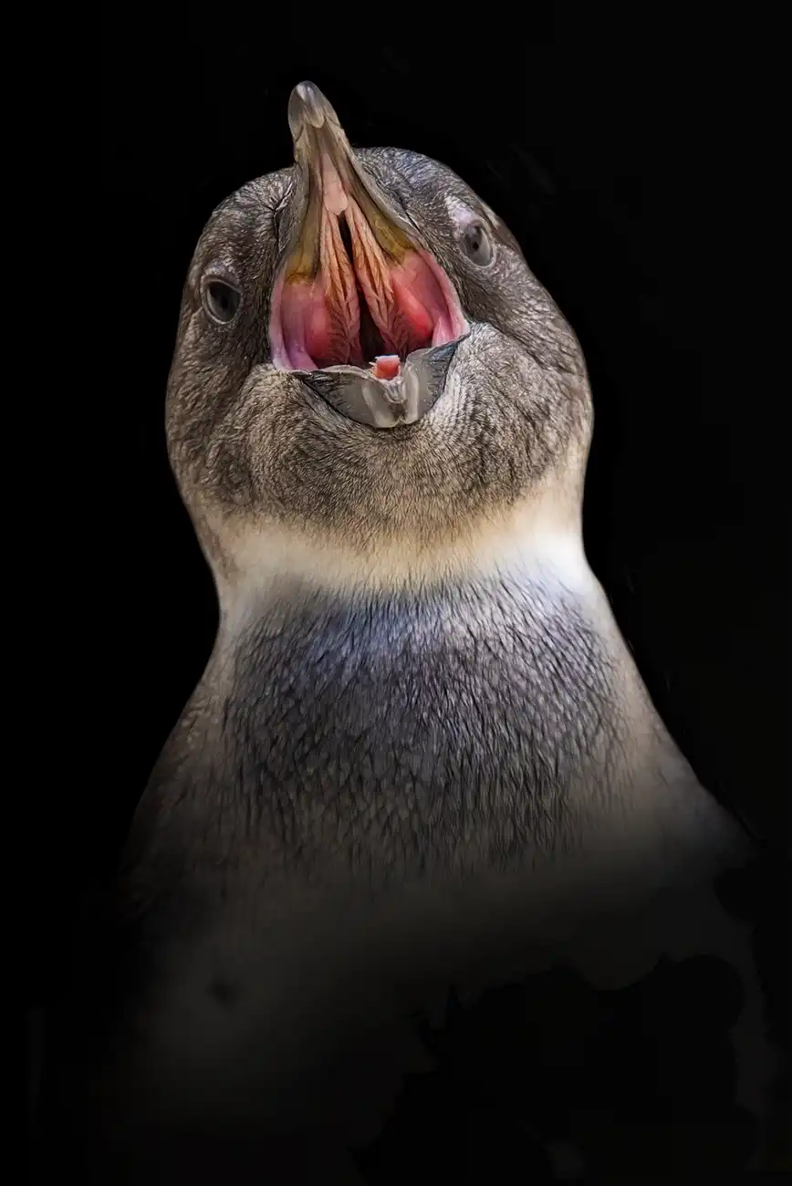 Fine-art portrait of African penguin
