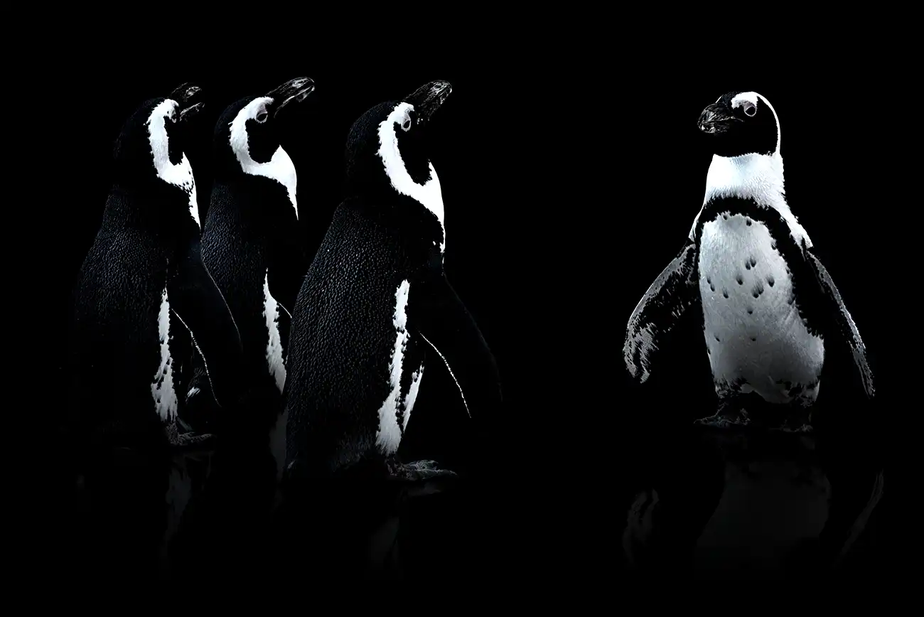 Fine-art portrait of African penguins